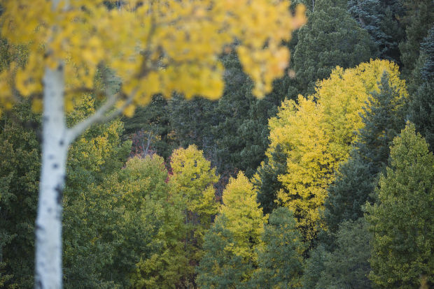 Fall colors on Mount Lemmon
